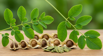Moringa