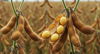 Soybeans